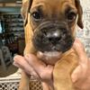 Boxer  puppies 