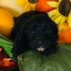 Cavapoo black white msle michigan