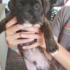 One Brindle Male Boxer Left! Gorgeous! Ready for his Forever Home. $800 No papers but mom and dad on site. 