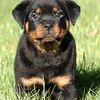 Trojan Perm. Reg'd. Rottweilers