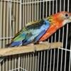 Opaline Eastern Rosella Hen