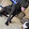 Cane Corso upcoming litter