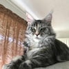 Pure breed Maine Coon toddler girl