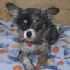 NO FLIPPERS !!!   4MONTH GIRL MERLE  $1200  FIRM BROOKLYN NYC