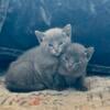 Russian Blue Kittens 10 weeks