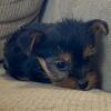 YORKI PUPPIES FOR SALE