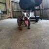 1 year old micro exotic bully female