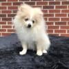 CKC Pomeranian: BLAZE