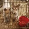 Registered Siberian Huskies