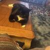 Black white male was born 5/17/24 some shots neutered in located in Scranton pa