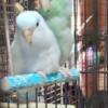 Parrotlet smallest breed of Parrot