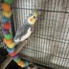 Cockatiel 
