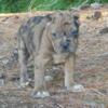 Merle Cane Corso puppies