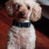 CKC toy poodle for adoption