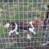 10 month old beagle female