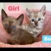 Very beautiful snow Bengal kittens for sale  in Central Florida!