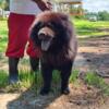 1 cream male 7 week Chow Chow puppy