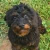 *RESERVED*Sweetheart DOODLE pup