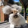 English Angora Bunnies