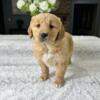 Golden Retriever Puppy