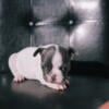 Blue French Bulldog Puppies - Ready in November