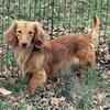 ISO Import LH Miniature Dachshund STUD