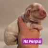 AKC Cocker Spaniel puppies - Health tested parents 