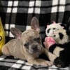 French Bulldog Puppies