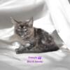 Males & Female Maine Coon Kittens - Reputable Breeder - Registered Cattery - Health & Genetic Tested Parent's