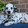 Dalmatian Puppies for Sale - New Castle Indiana