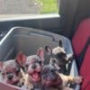 FRENCH BULLDOG PUPPIES