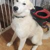 Great Pyrenees Mix