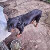 AKC Registered Rottweilers
