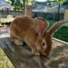 Flemish Giant Rabbits