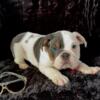 English Bulldog Puppies for Sale