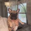 BIG ROPE FRENCH BULLDOG