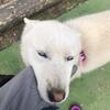 Free Female Husky
