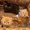 Beautiful Persian kittens CFA SoCal