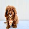 Zane F1B Mini Goldendoodle