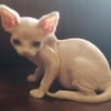 Devon Rex Kitten. Male. DOB 5/17/23. Available for sale in Atlanta GA