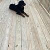 Solid German Rott Studding out
