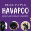 Very small Havapoo puppies!