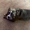 Female Bully Need Home ASAP