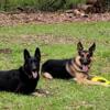 AKC German and Czech German Shepherd puppies