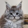 Lawless Maine Coon male 3150$