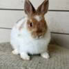 Broken Orange Netherland Dwarf Bunny (female)