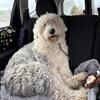 Old English Sheepdog female young adult