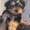 Male Yorkie looking for forever home