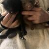 Fox kits (pups)
