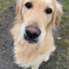 Golden retriever puppies 